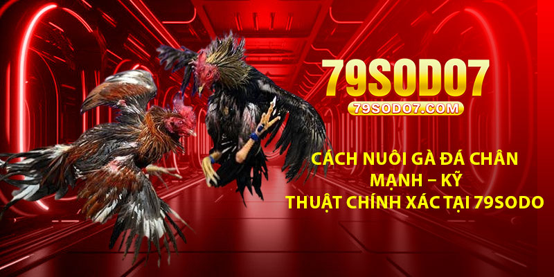 Cach Nuoi Ga Da Chan Manh – Ky Thuat Chinh Xac Tai 79Sodo