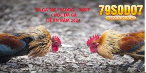 Da Ga Tre 79Sodo – Bi Kip Cuoc Da Ga De An Nam 2024