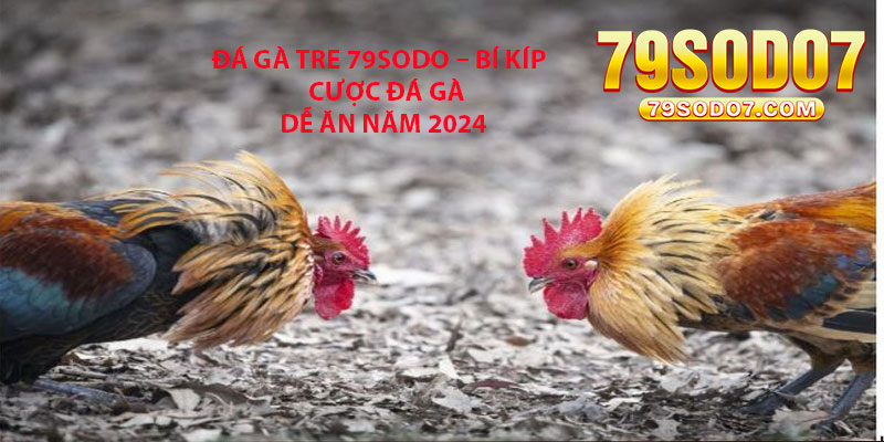 Da Ga Tre 79Sodo – Bi Kip Cuoc Da Ga De An Nam 2024